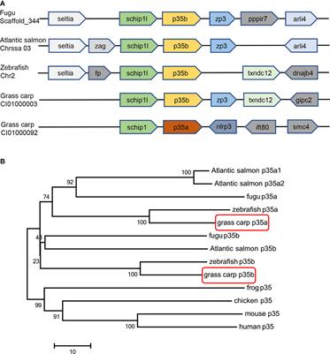 Stimulus-Specific Expression, Selective Generation and Novel Function of Grass Carp (Ctenopharyngodon idella) IL-12 Isoforms: New Insights Into the Heterodimeric Cytokines in Teleosts